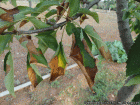 Xylella on prunus